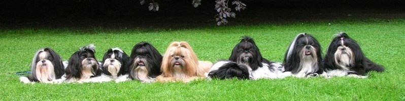 SANKARA`S KENNEL